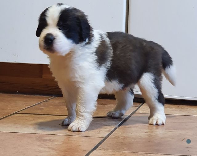 Hercules.Såld 